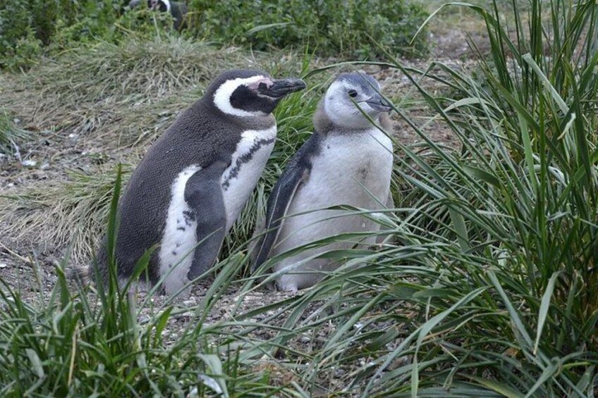 Two penguins standing among tall grass. 2