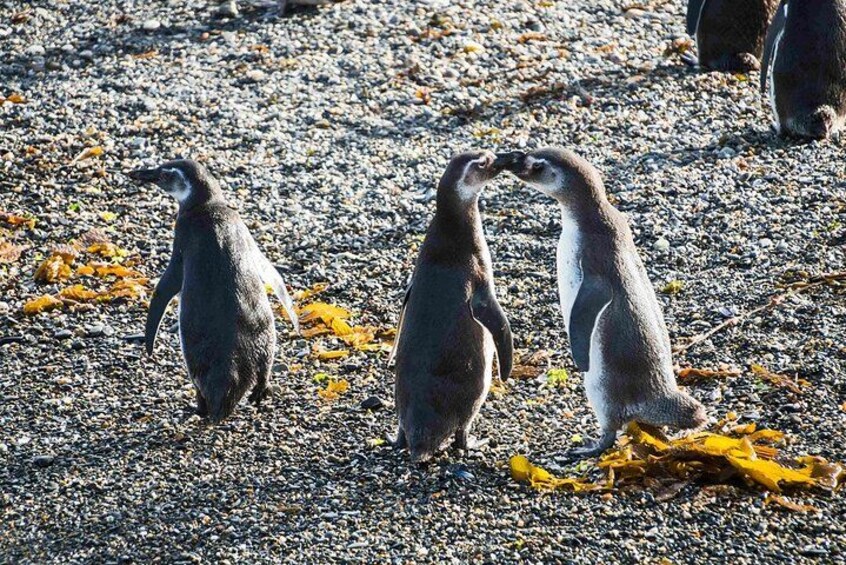 Pingüinos sobre una playa rocosa con algas marinas. 3