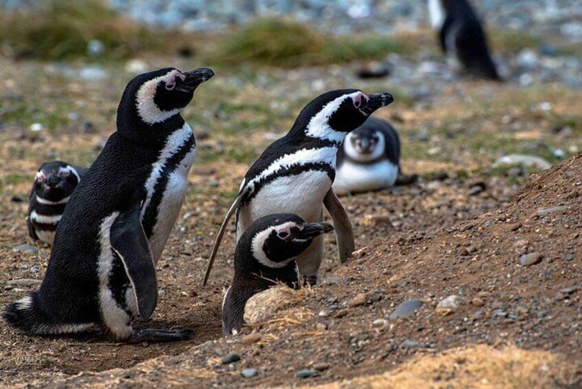 Pingüinos sobre terreno rocoso. 2