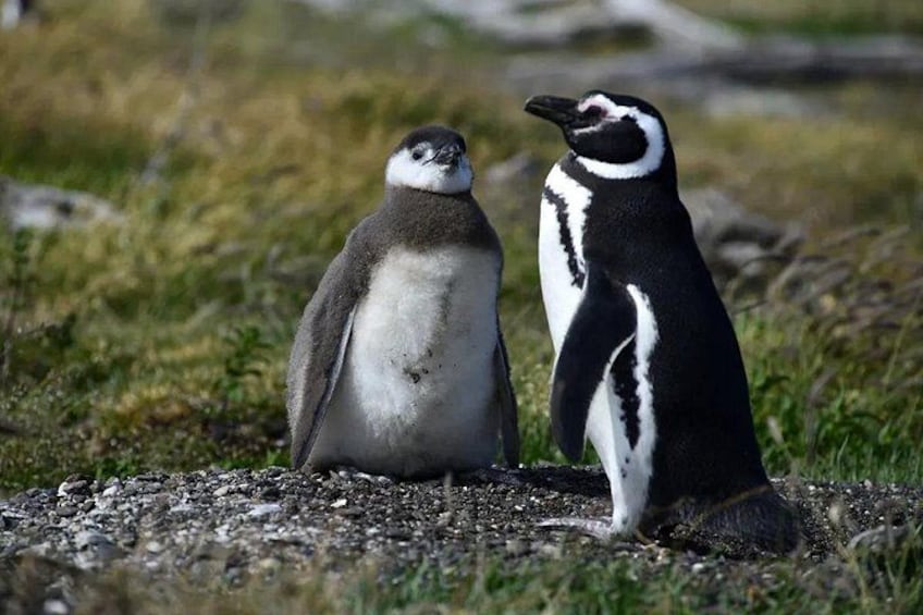 Two penguins on a rocky terrain with sparse vegetation. 4