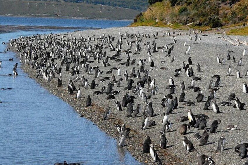 A large group of penguins on a rocky beach near a body of water. 5