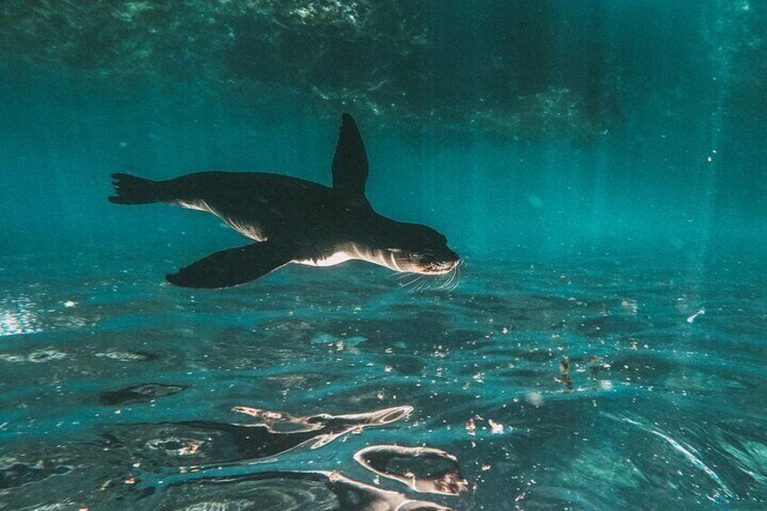 A dolphin swimming underwater. 3