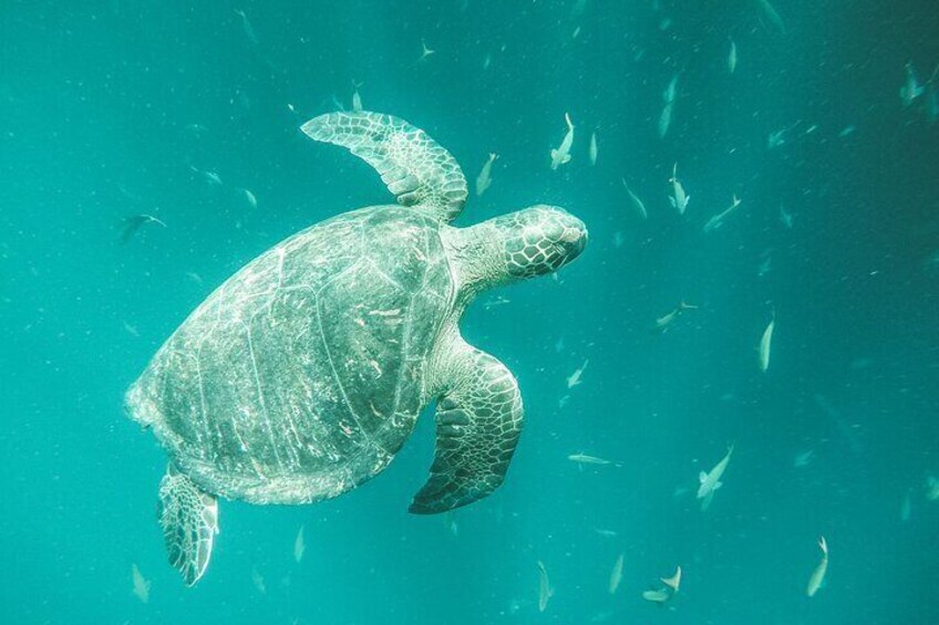 A sea turtle swimming in clear turquoise water. 5