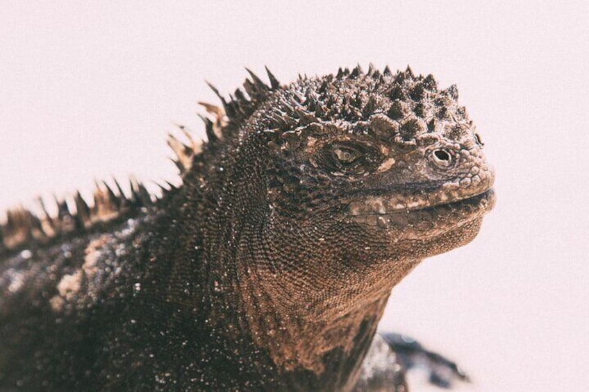 A close-up of a marine iguana's textured skin and spiky head. 4