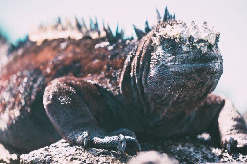 A large marine iguana on a rocky surface. 2