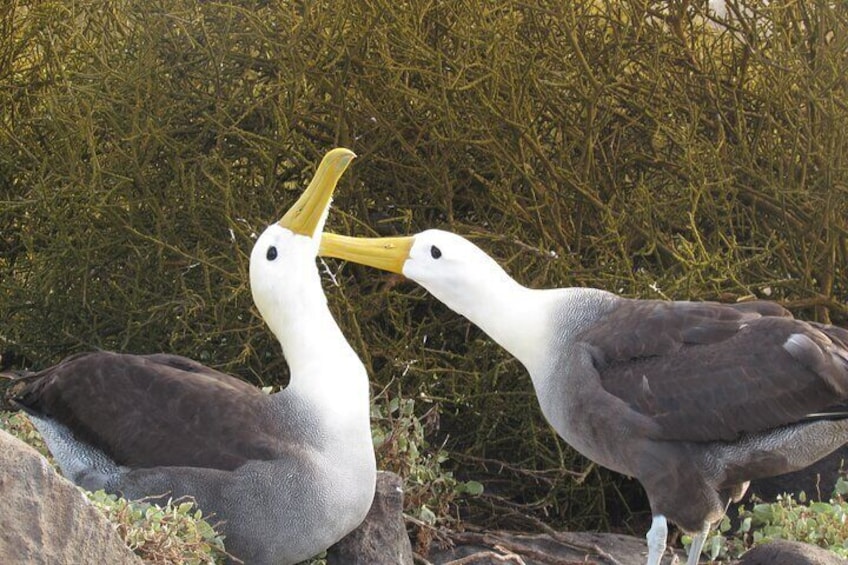Two large birds with long beaks and white heads standing on rocks near green foliage. 1