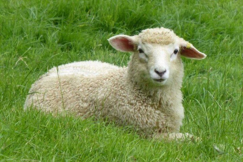 A lamb lying on green grass. 2