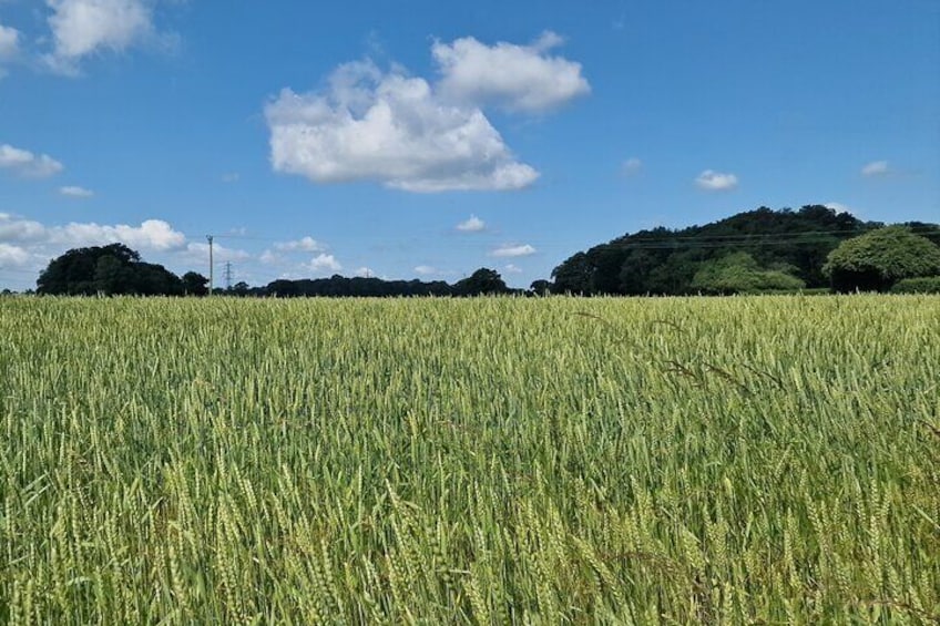 A field of wheat under a clear sky with a hill in the background. 5