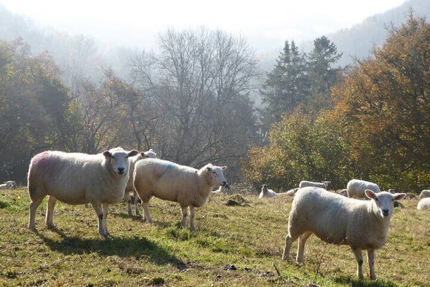 A herd of sheep grazing in a field with trees and mountains in the background. 3
