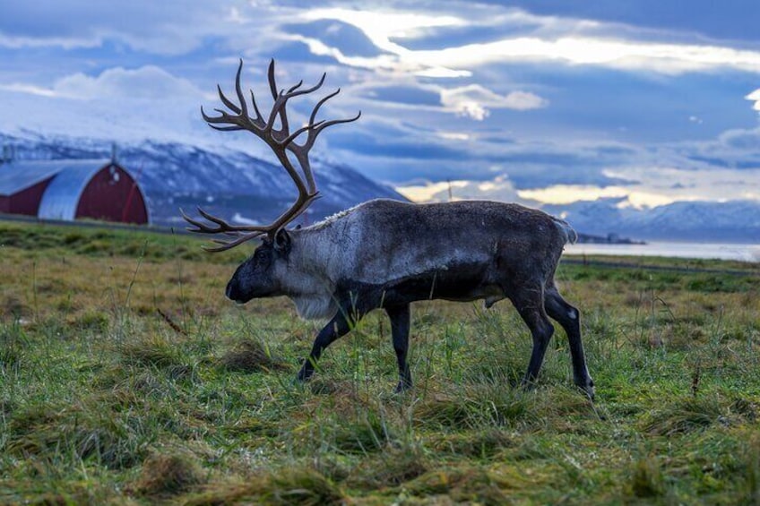 A reindeer with large antlers walking in a grassy field with a red and white structure in the background. 1