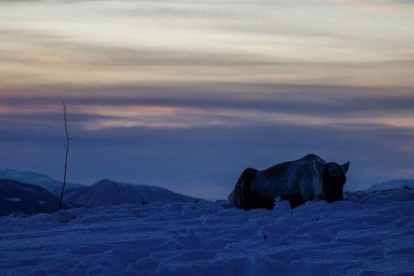 A lone horse in a snowy landscape at dusk. 3