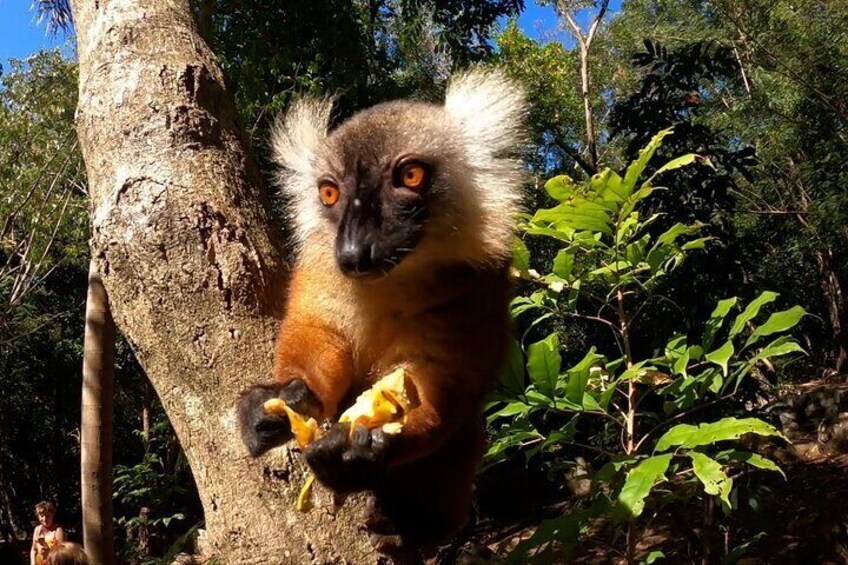 A lemur eating fruit near a tree in a forest. 3