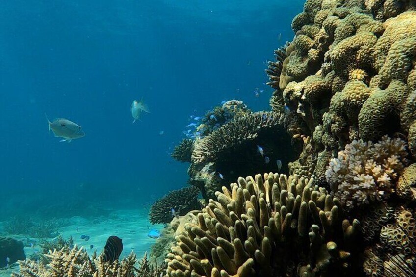 An underwater coral reef with various fish species swimming around. 4