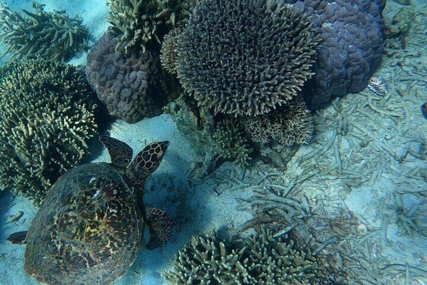 Private Day Tour Nosy Komba and Nosy Tanikely  5