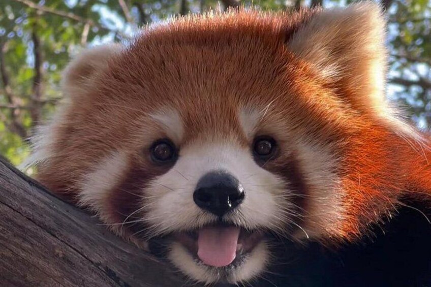 A red panda with its tongue out, surrounded by trees. 4