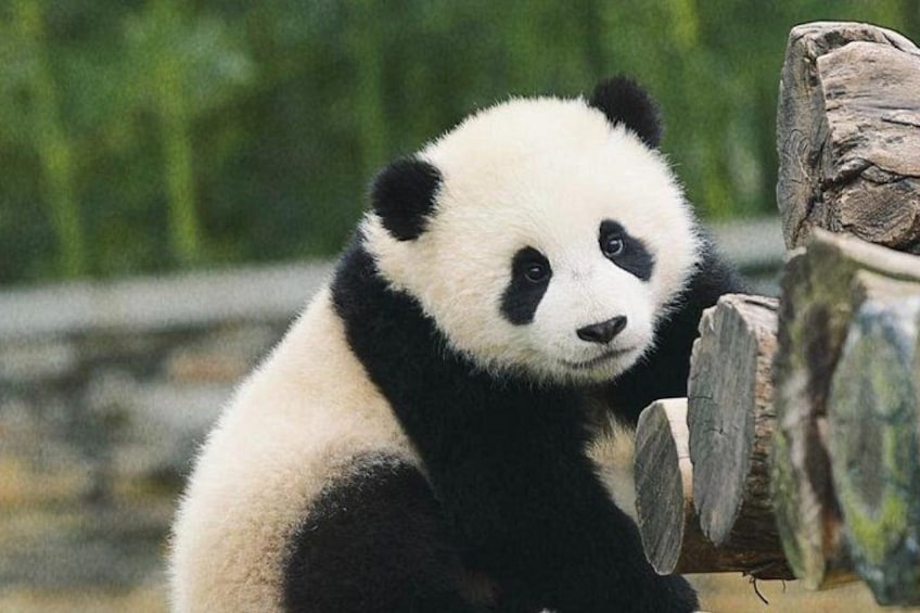 A panda sitting on a log. 1