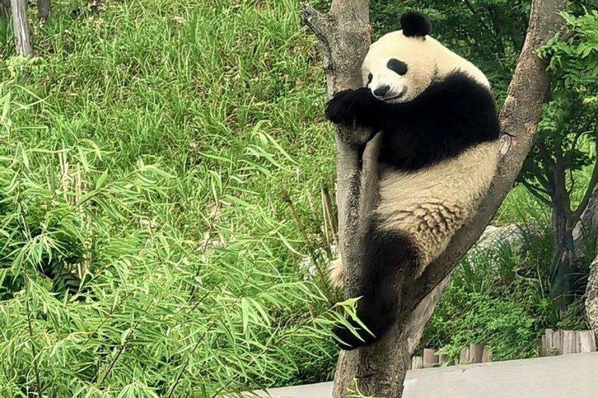 A panda resting on a tree branch in a lush green environment. 5
