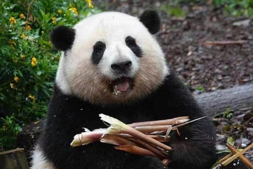 A panda holding bamboo sticks. 3