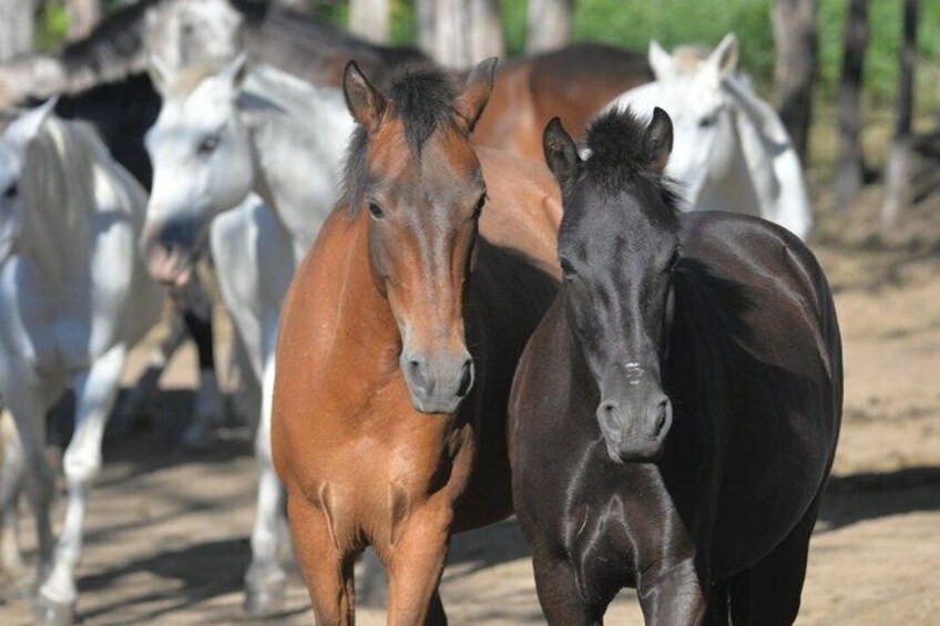 A group of horses in a stable. 2