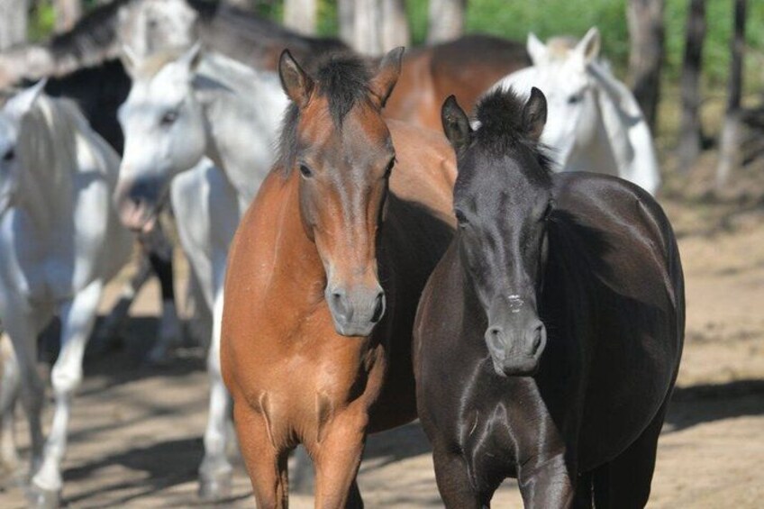 A group of horses in a stable with dirt ground. 1