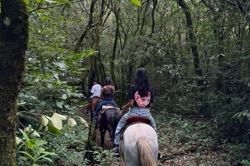 People riding horses through a dense forest. 2