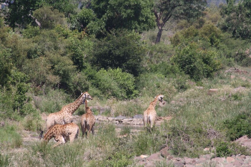 Picture 3 for Activity Kruger National Park: Half Day Game Drive Private/Group 2