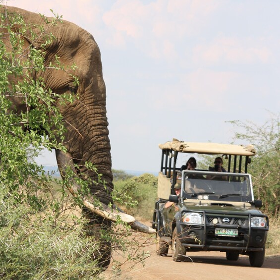 An elephant walking beside a road with a vehicle. 1