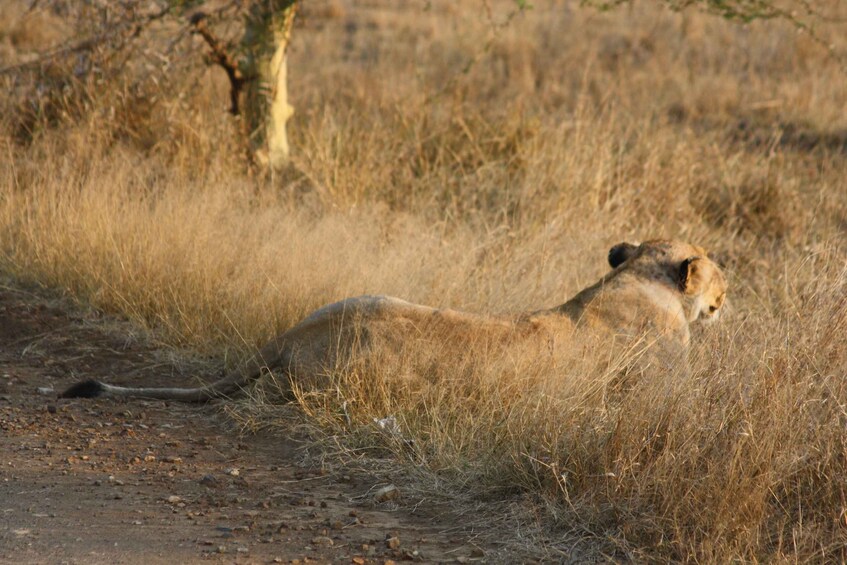 Picture 8 for Activity Kruger National Park: Half Day Game Drive Private/Group 4