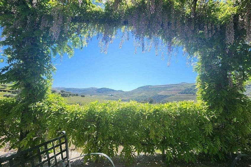 A vineyard with rows of grapevines, a wooden bench, and a clear blue sky. 2
