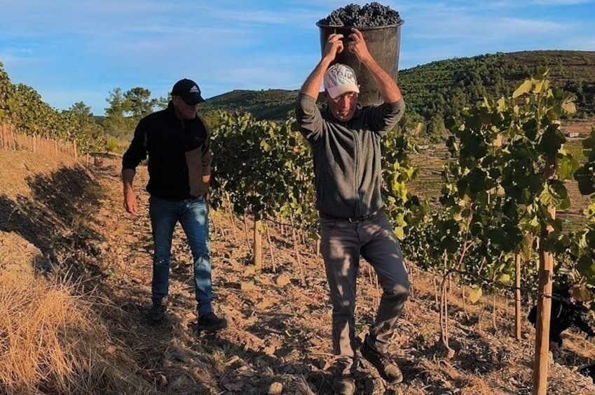 Two people in a vineyard, one carrying a bucket of grapes. 1