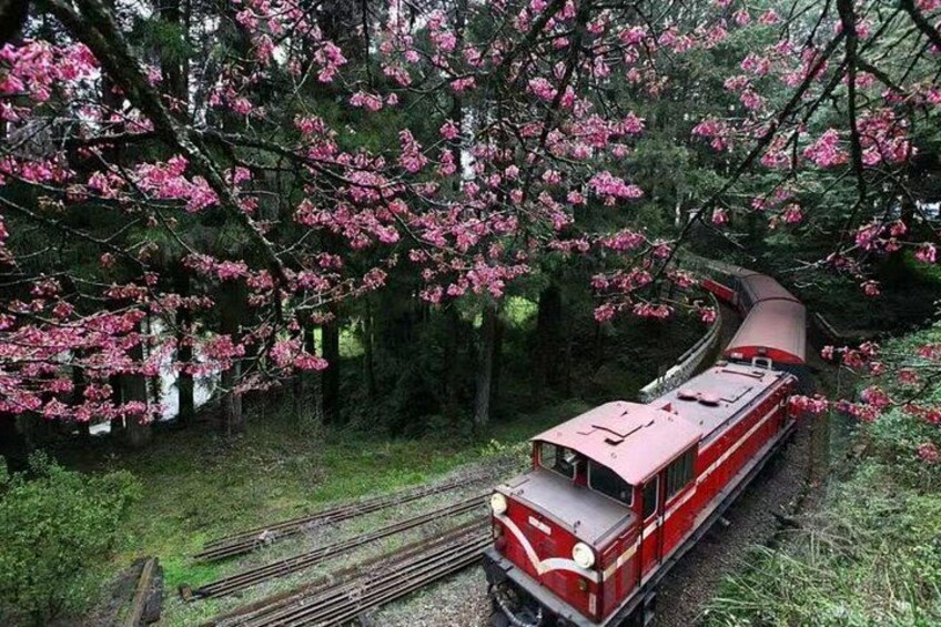 A red train on tracks surrounded by cherry blossom trees. 2