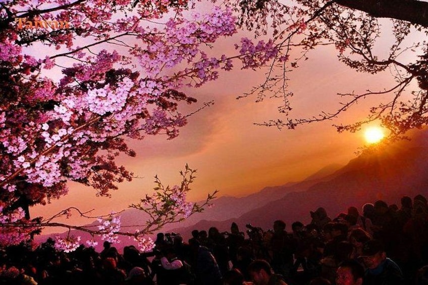 Cherry blossoms, a crowd of people, and a sunset. 4