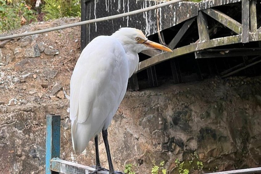 A white bird with an orange beak standing on a metal structure. 3