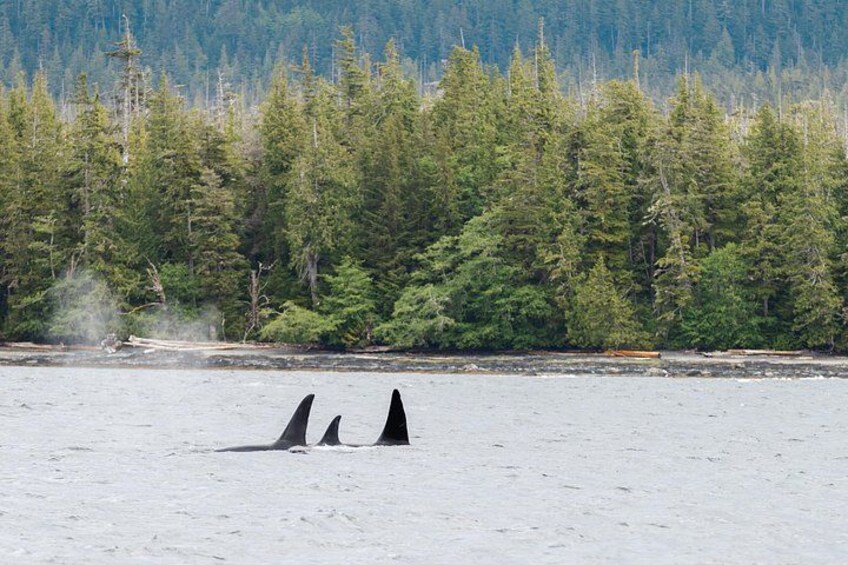 Ketchikan Waterfront & Wildlife Cruise 2