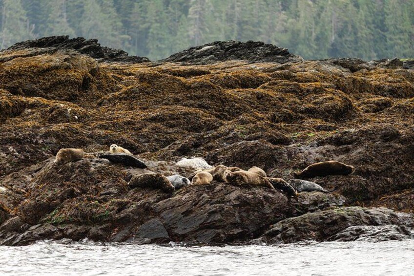 Ketchikan Waterfront & Wildlife Cruise 3