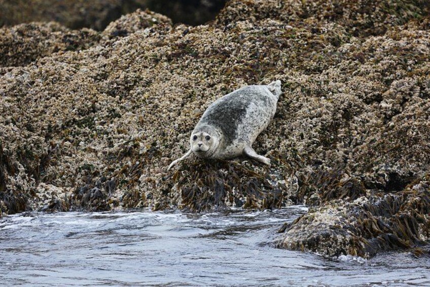 Een zeehond rustend op rotsachtig terrein nabij water. 2