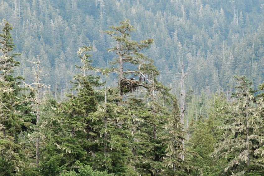 Ketchikan Waterfront & Wildlife Cruise 4