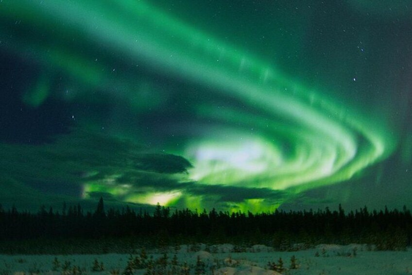 The Northern Lights over a snowy landscape with a forest in the foreground. 2