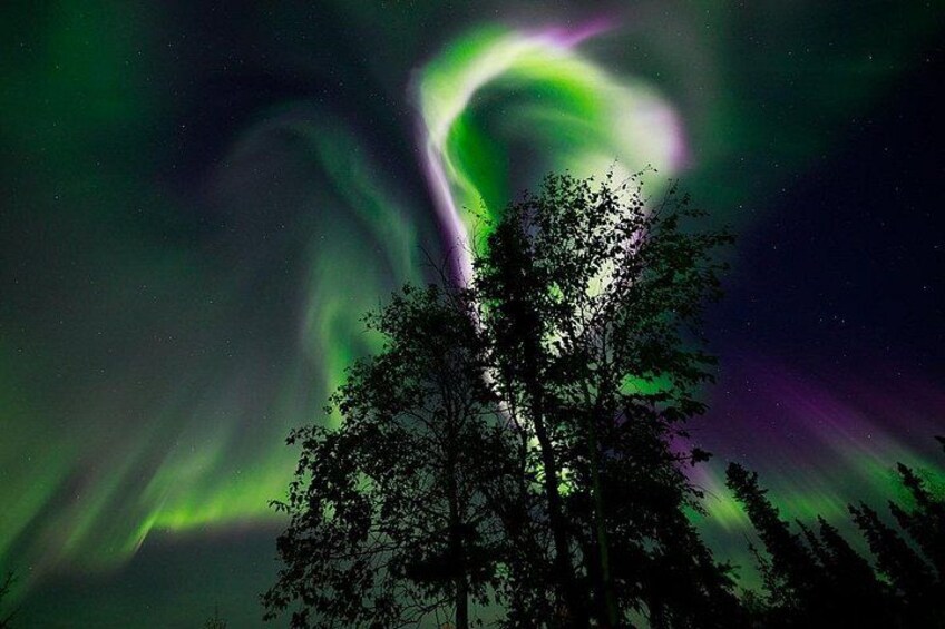 The Northern Lights over a forested landscape. 1
