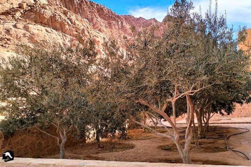 Explore Saint Catherine Monastery and Dahab in One Day 4