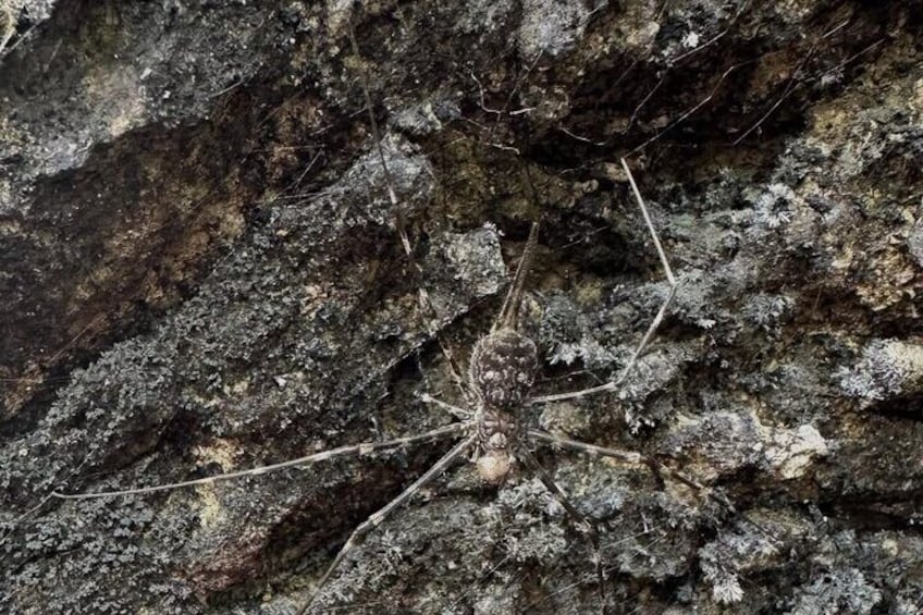 A spider on a rocky surface. 5