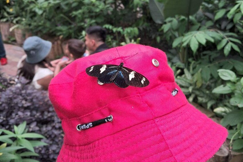 A red bucket hat with a butterfly on it, worn by a person. 5