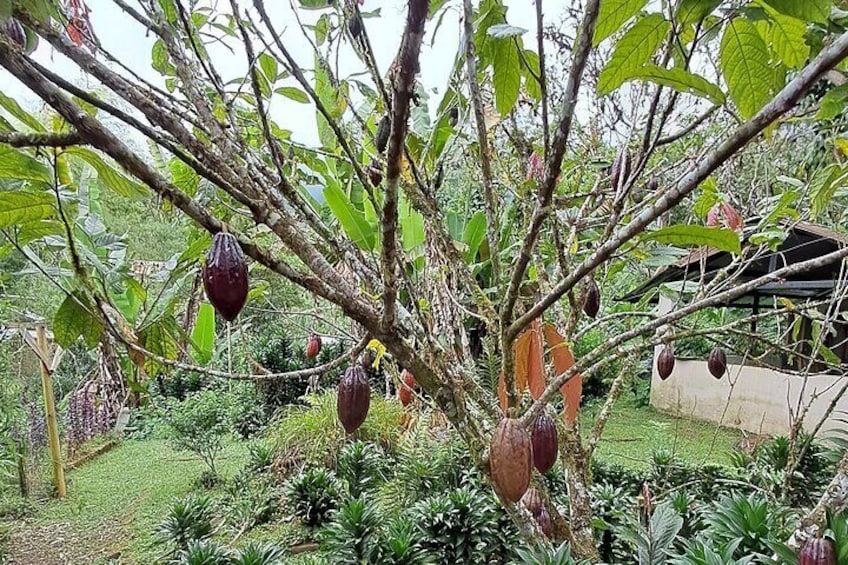 A tree with hanging pods, surrounded by lush greenery and a structure in the background. 5