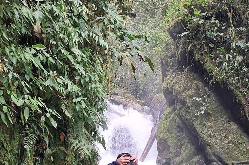 A waterfall surrounded by dense green foliage. 4