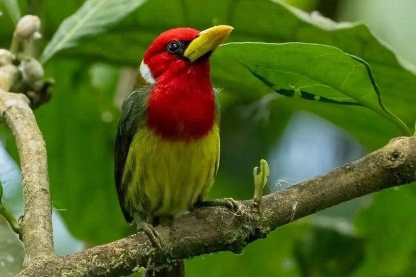 A bird with red and yellow plumage perched on a branch. 2