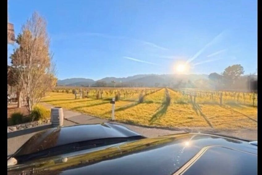 A vineyard with rows of grapevines under a clear sky. 5