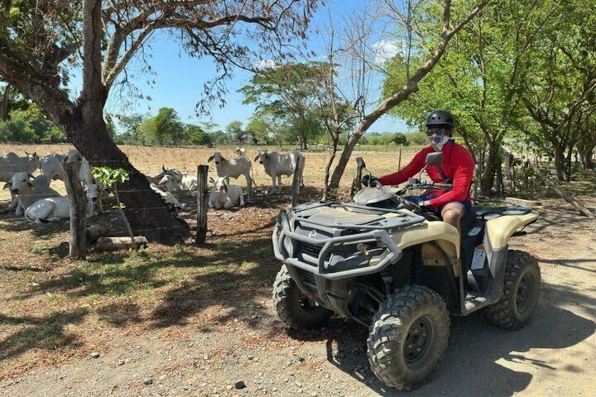 A person riding an ATV in a rural area with trees and grazing goats. 2