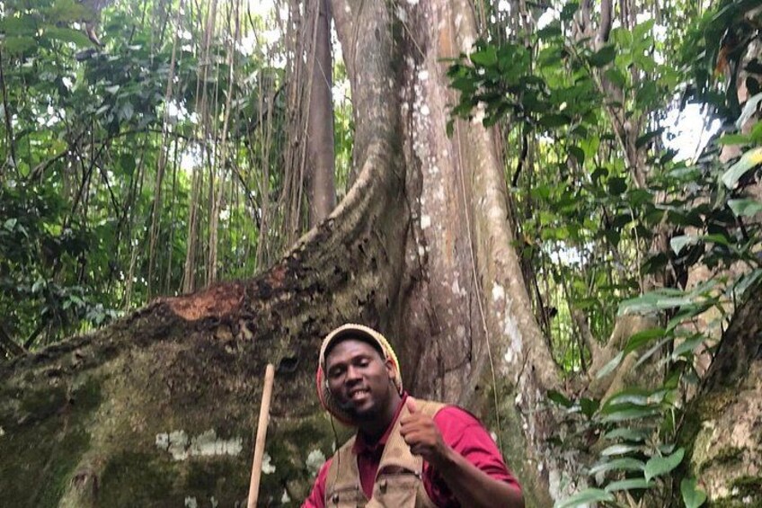 Una persona de pie en un área boscosa con un tronco de árbol grande al fondo. 2