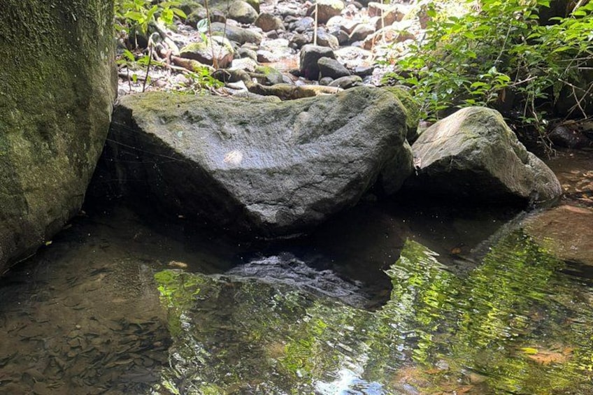 Un arroyo fluye sobre rocas, rodeado de follaje. 5