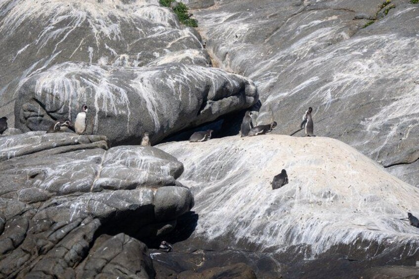 Papudo Tour with Horseback Riding and Penguins 5
